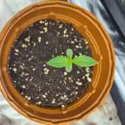 Thin Mint x Sour Pinot Auto (Barney's )