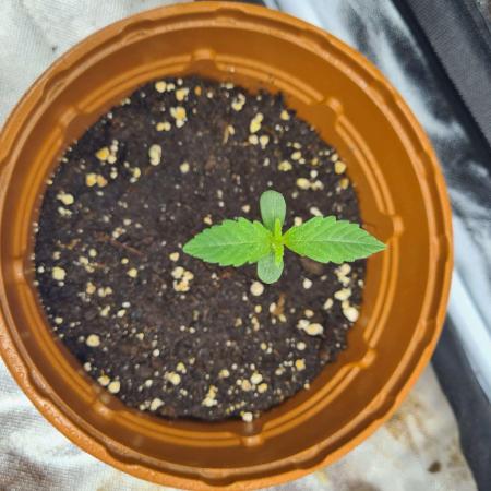 Thin Mint x Sour Pinot Auto (Barney's )