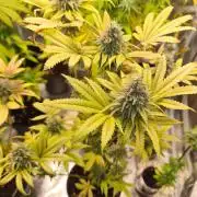 LavaCake (Zamnesia Seeds)