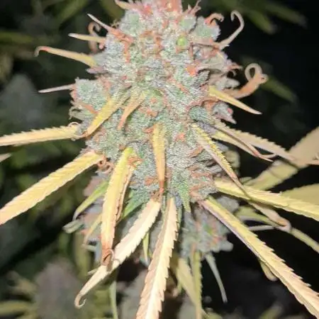 Papaya Cookies Auto