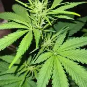 Chem Brulee Auto (Zamnesia Seeds)
