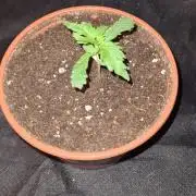 Chem Brulee Auto - CS Reversal