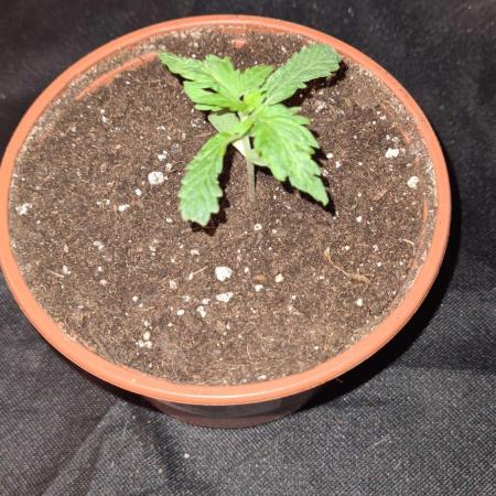 Chem Brulee Auto - CS Reversal