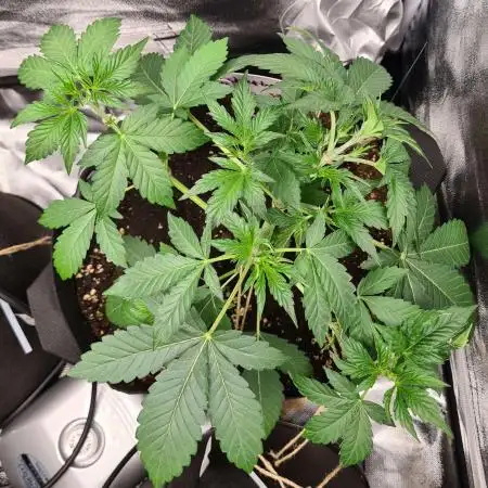 RQS / Sherbet Queen Auto