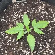 Glitter Bomb Auto (Zamnesia Seeds)