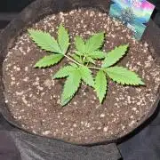 Northern Lights OG Auto (Zamnesia Seeds)