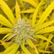 RQS / Runtz Auto ✔️