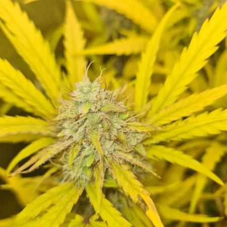 RQS / Runtz Auto ✔️