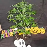 Glitter Bomb Auto (Zamnesia Seeds) #3c