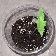 Sticky Beast Auto - CS Reversal