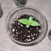 Chem Brulee Auto - CS Reversal