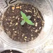 Glitter Bomb Auto (Zamnesia Seeds)