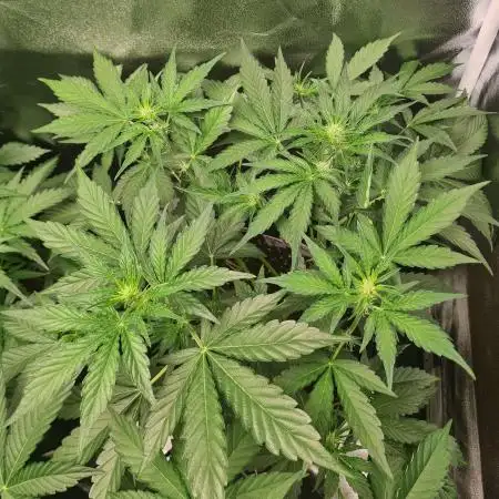 RQS / Sherbet Queen Auto