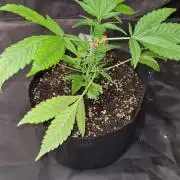 Sticky Beast Auto (Zamnesia Seeds)#4c