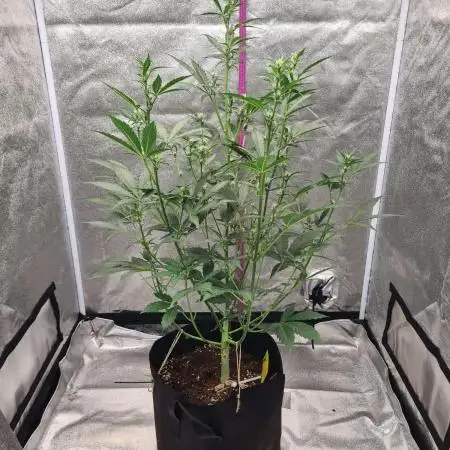 RQS / Sweet,zz Auto ✔️