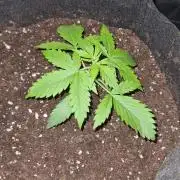 Glitter Bomb Auto (Zamnesia Seeds) #1c