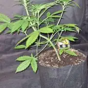 Sticky Beast Auto (Zamnesia Seeds)#3c