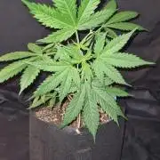 Blue Lobster Auto (Zamnesia Seeds)