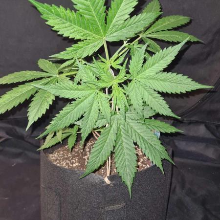 Blue Lobster Auto (Zamnesia Seeds)