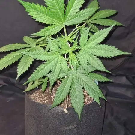 Blue Lobster Auto (Zamnesia Seeds)