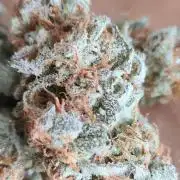 RQS / Sherbet Queen Auto