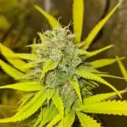 VzH / Lemon Rose Companion EST : 2026