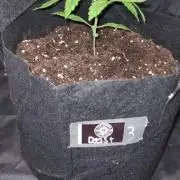 Sticky Beast Auto (Zamnesia Seeds)#3c
