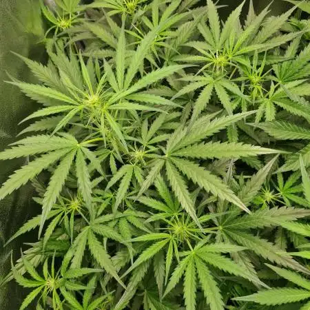 RQS / Runtz Auto ✔️