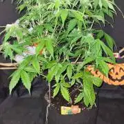Sticky Beast Auto (Zamnesia Seeds)