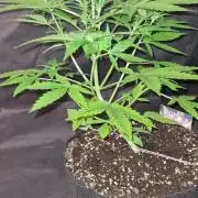 Glitter Bomb Auto (Zamnesia Seeds) #1c