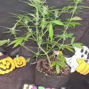 Sticky Beast Auto (Zamnesia Seeds)#3c