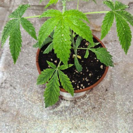 Chem Brulee Auto - CS Reversal