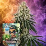 Cap Junky Auto (Zamnesia Seeds)