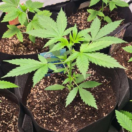 Blue Lobster Auto (Zamnesia Seeds)