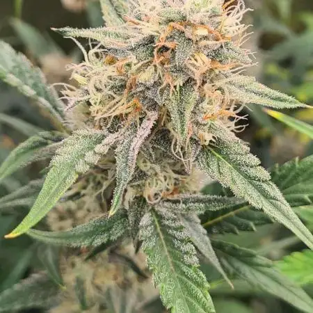RQS / Sweet,zz Auto ✔️