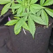 Northern Lights OG Auto (Zamnesia Seeds)