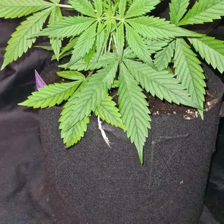 Northern Lights OG Auto (Zamnesia Seeds)
