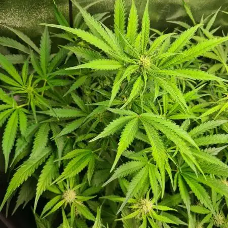RQS / Triple G Auto ✔️