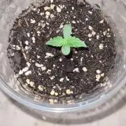 Glitter Bomb Auto  - CS Reversal