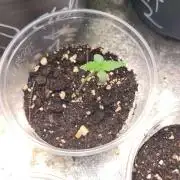 Cap Junky Auto (Zamnesia Seeds)
