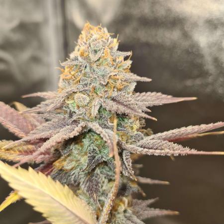 VzH / Citrus Companion EST : 2026