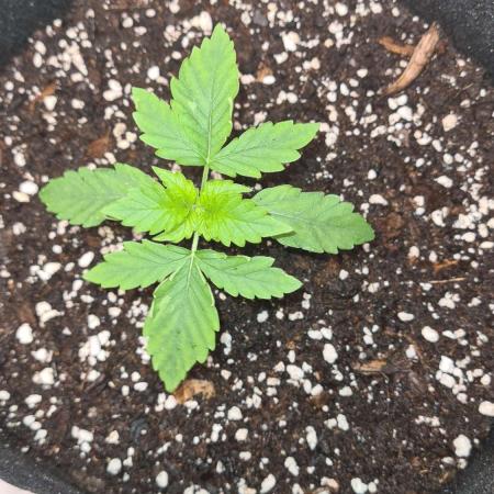 Sunset Sherbet Automatic (Zamnesia Seeds
