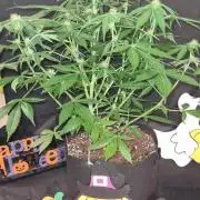 Northern Lights OG Auto (Zamnesia Seeds)