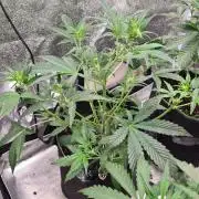 RQS / Sherbet Queen Auto
