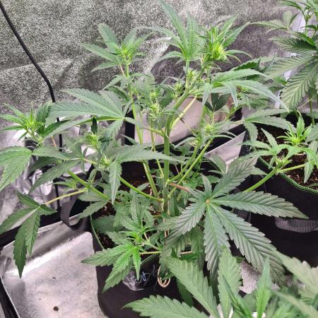 RQS / Sherbet Queen Auto