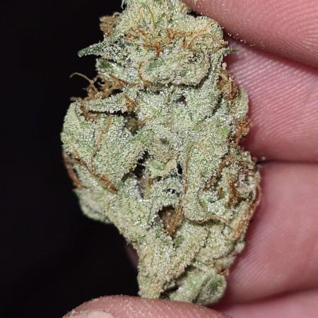 Thin Mint x Sour Pinot Auto (Barney's )