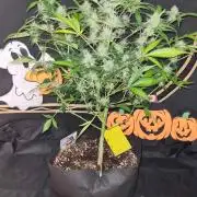 Cap Junky Auto (Zamnesia Seeds)
