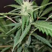 Glitter Bomb Auto (Zamnesia Seeds)
