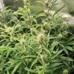 RQS / Sweet,zz Auto ✔️