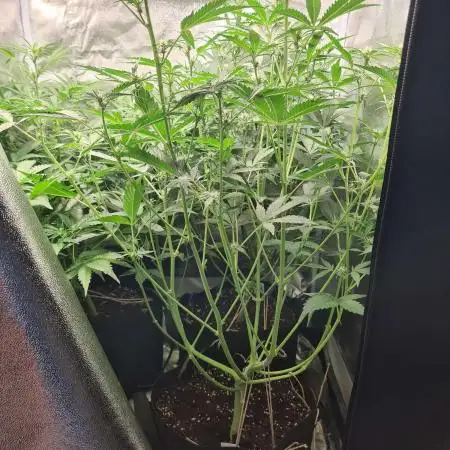 RQS / Sweet,zz Auto ✔️
